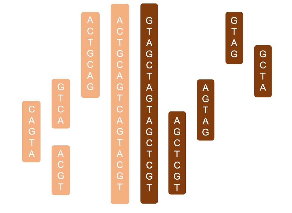 string of DNA with a match