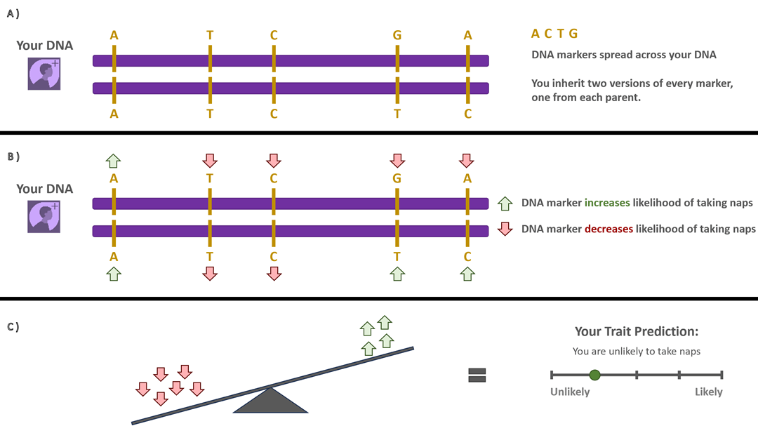 Figure 1. This illustration shows how AncestryDNA predicts your traits using many DNA markers. A) Two parallel purple DNA bars display sequences of DNA marker letters — A, C, T, and G, which represent the four nucleotide bases in your DNA (adenine, cytosine, thymine, and guanine). The top and bottom rows show the two versions of each marker that you inherit — one from each parent. B) The same DNA bars appear again, this time with red and green arrows above each letter. Green arrows mark versions of a DNA marker that increase the likelihood of the trait, while red arrows mark versions that decrease the likelihood. C) A balance scale visualizes how the combined effect of all marker versions influences your predicted trait level. Green arrows tip the scale toward “more likely,” and red arrows tip it toward “less likely.” On the right, a horizontal prediction bar shows where your likelihood score falls between “Unlikely” and “Likely.”