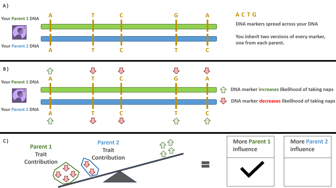 Figure 3. This illustration shows how AncestryDNA separates your DNA into the halves inherited from each parent and determines which parent had the greater influence. A) Two horizontal DNA bars are shown, separated into two halves. The top bar is green and represents DNA inherited from Parent 1, while the bottom bar is blue and represents DNA inherited from Parent 2. Along both bars, DNA marker letters (A, T, C, and G) appear at matching positions, showing which versions came from each parent. B) The same DNA bars are displayed again with red and green arrows above each marker. Green arrows indicate marker versions that increase the likelihood of the trait, while red arrows indicate versions that decrease the likelihood. This shows how each parent’s inherited markers affect the trait. C) A balance scale compares the overall contribution from Parent 1 and Parent 2. More green arrows appear on Parent 1’s side, tipping the scale in their favor. On the right, checkboxes indicate “Stronger influence from Parent 1” is selected, showing that Parent 1 has a greater impact on the predicted trait.